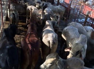 MIDA fortalece actividad pecuaria en Chiriquí con entrega de 120 sementales bovinos