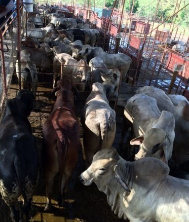 MIDA fortalece actividad pecuaria en Chiriquí con entrega de 120 sementales bovinos