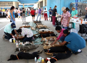 Municipio supera metas en Esterilización con más de 700 perros y gatos operados en Las Cumbres