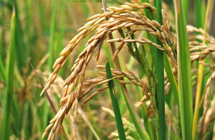 El INEC realizará encuestas sobre el arroz, maíz y frijol de bejuco