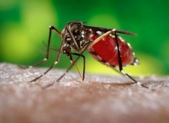 OMS declara emergencia de salud pública de importancia internacional por virus del Zika