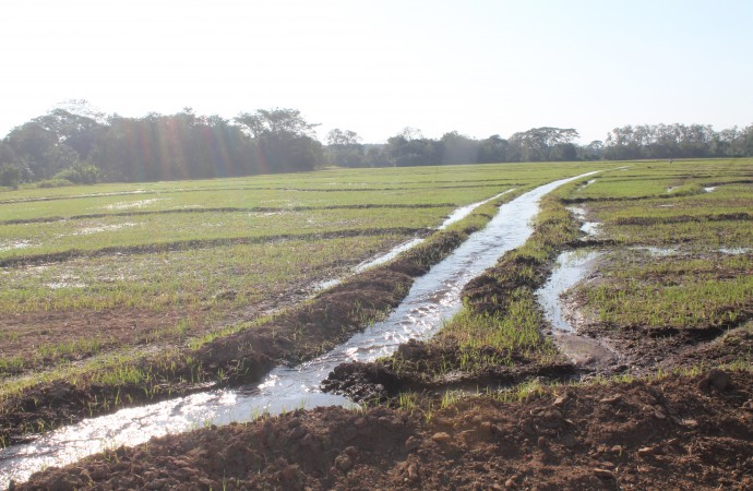56,127 hectáreas sembradas de arroz garantizan consumo nacional para el 2016
