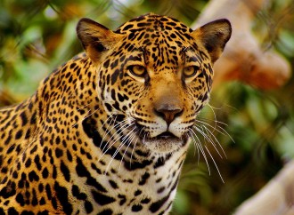 Parque Municipal Summit recibe donación que asegura la conservación del Jaguar en Panamá