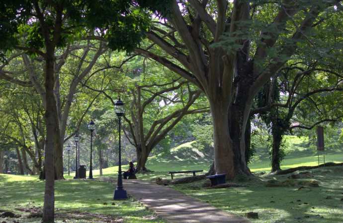 9 beneficios de los árboles urbanos