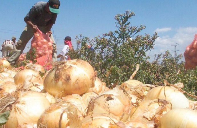 MIDA revisa cadena de producción de cebolla ante posible escasez