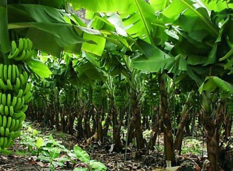 Laboratorios de la Universidad de Panamá reproducirán semilla de Plátano Curare Enano