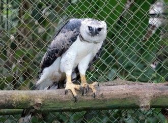 Autoridades evalúan cruce en cautiverio de las Águilas Harpía Chunga con Panamá