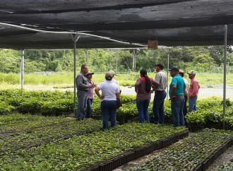 Productores de El Copé realizan prácticas para afianzar conocimientos técnicos del cultivo de Café