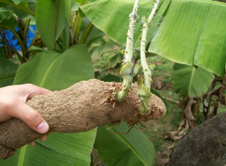 El MIDA capacita a los agricultores en el uso de tecnologías para el cultivo de ñame