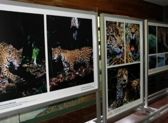 Exhibición Tierra de Jaguares en el Parque Summit estará abierta al público hasta el 6 de agosto