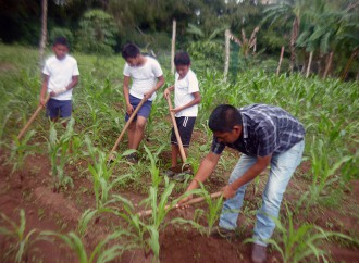Estudiantes del Centro Básico La Bonga realizan jornada en la Huerta Escolar