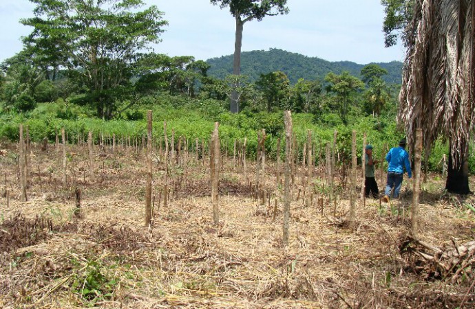 Proyecto Huella del ADN en la Agricultura Panameña avanza en Chiriquí, Azuero y Darién