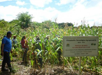 Productores de Maíz de Veraguas participan en La Escuela de Campo