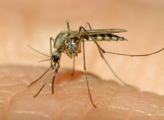 Estudiantes buscan prevenir la proliferación del mosquito Aedes Aegypti en Tocumen