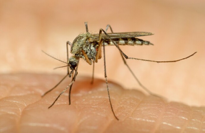 Estudiantes buscan prevenir la proliferación del mosquito Aedes Aegypti en Tocumen