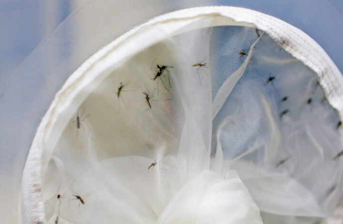 Países de América discuten en Cuba medidas contra virus transmitidos por mosquitos