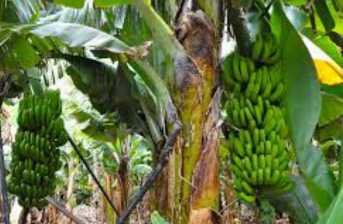 Gabinete aprueba inversión de 100 millones de balboas para reactivar zona bananera en Chiriquí y Bocas del Toro