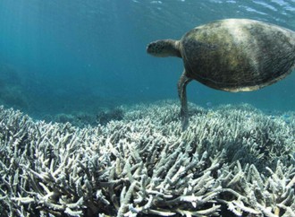 PNUMA: Cambio climático causará blanqueamiento coralino anual