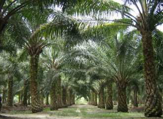 Debaten sobre situación de la producción de palma aceitera en Panamá