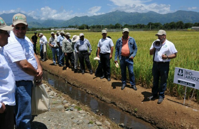 Gobierno dominicano anuncia mejoramiento genético en dos variedades del arroz