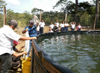 ARAP fortalece producción acuícolas en Las Minas, Ocú y Los Pozos