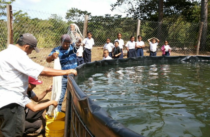 ARAP fortalece producción acuícolas en Las Minas, Ocú y Los Pozos