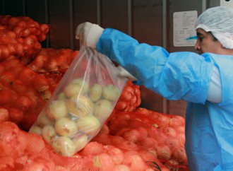 SISNIA revela disminución de importación de cebolla durante el 2017