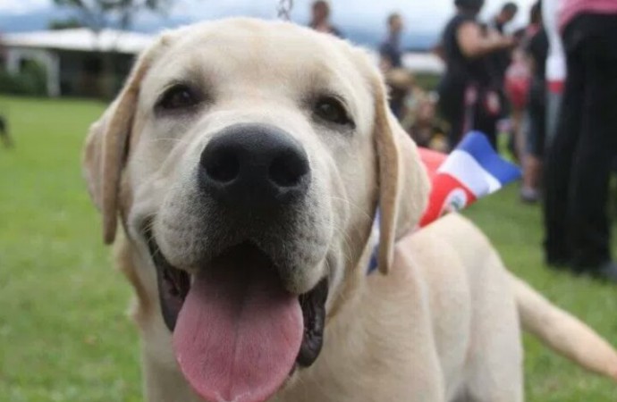 Costa Rica celebra este domingo firma de Ley Contra Maltrato Animal