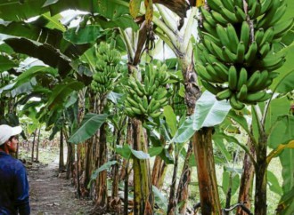 Gobierno crea régimen especial para trabajadores bananeros