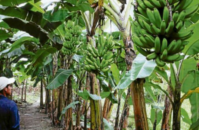 Gobierno crea régimen especial para trabajadores bananeros