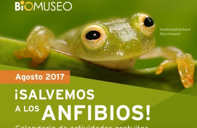 Calendario de Actividades Agosto 2017 del #Biomuseo ¡Salvemos los Anfibios! 