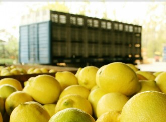 Argentina tiene luz verde para exportar limones a Estados Unidos