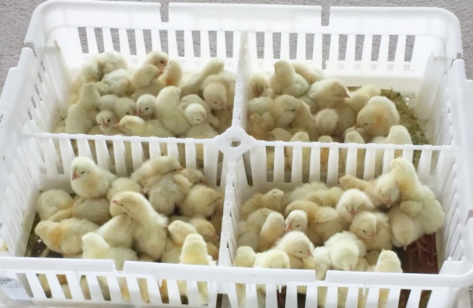 MIDA distribuye Pollos de Engorde en Chiriquí