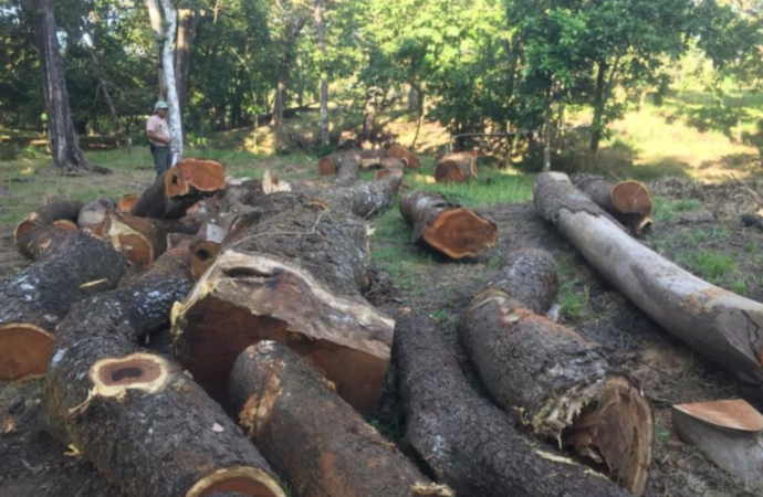 Autoridades de Costa Rica decomisan más de 80 millones en madera cortada ilegalmente