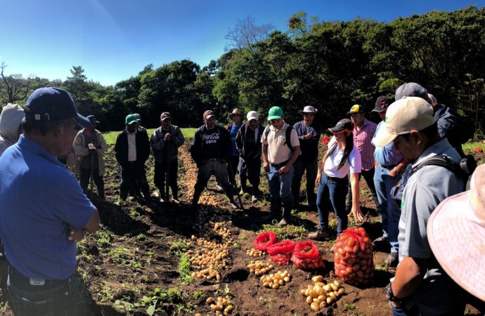 Productores de la comarca Ngäbe-Buglé reciben semillas de papa por parte del MIDA