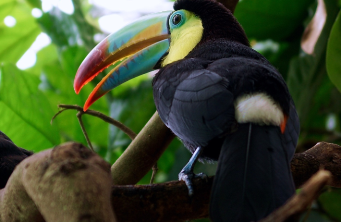 Panamá se prepara para el evento anual de conteo de aves “Global Big Day”