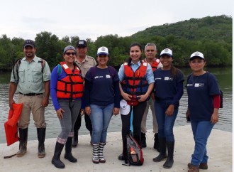 Programa Saneamiento de Panamá reforesta área de manglar de la Bahía de Chame