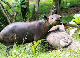 Sin tapires no es posible cumplir  con el Acuerdo de París