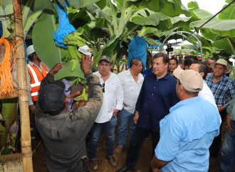 Reactivación de la producción bananera, otro logro del Gobierno y la empresa privada para la generación de más empleos