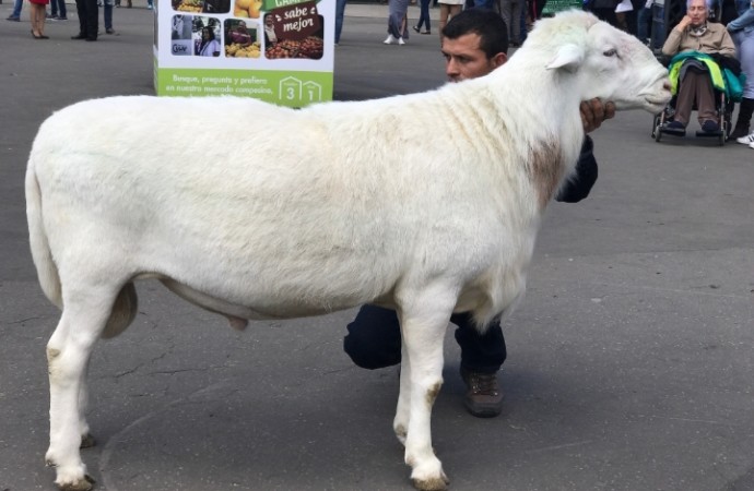Sector ovino caprino tiene más de dos millones de ejemplares en Colombia