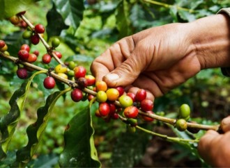 Evaluación y cata de café llegarán al CEA Caficultor en la XXII versión de Agroexpo
