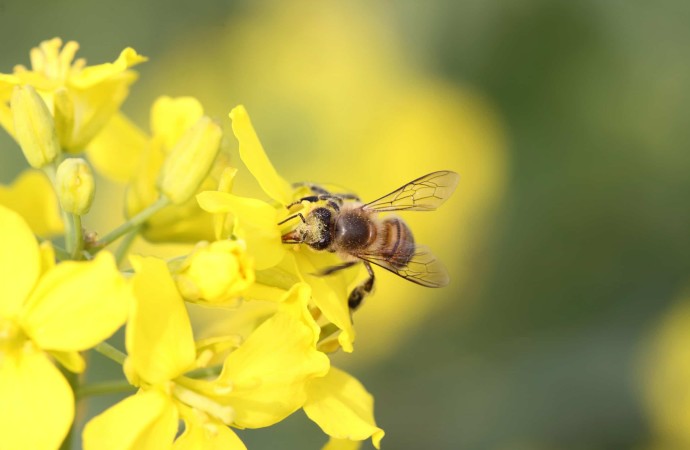 Reducción de población mundial de abejas impacta seguridad alimentaria y nutrición
