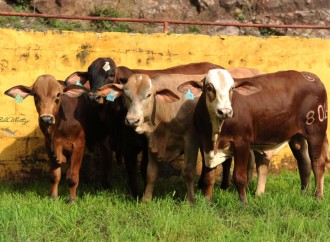 Criadores de ganado buscan reducir huella de carbono
