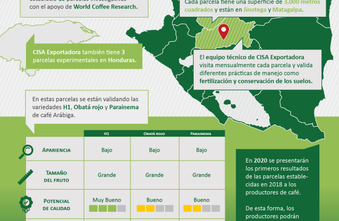 Grupo Mercon investiga nuevas variedades de café