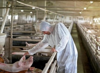 ANAPOR dona 1,300 bolsas de carne de cerdo nacional a los voluntarios del Plan Panamá Solidario