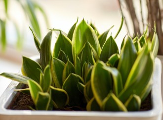 ¿Sabías que tus plantas te ayudan a ahorrar?
