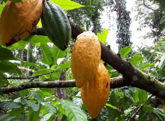 La combinación microbioma y genética del cacao elevan la tolerancia y el biocontrol de patógenos