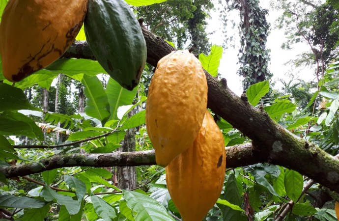 La combinación microbioma y genética del cacao elevan la tolerancia y el biocontrol de patógenos