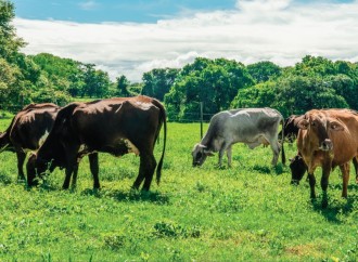 Nestlé ratifica su compromiso con los ganaderos aumentando acopio de leche e impulsando Plan de Fomento Lechero