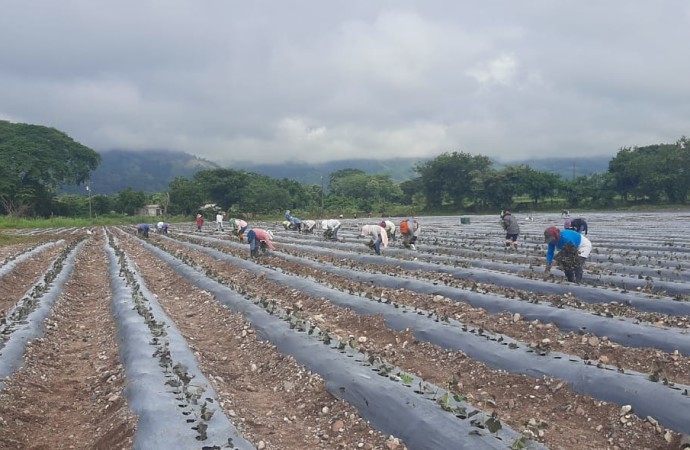 Empresa hondureña exportó 8 mil toneladas de camote producidos con Buenas Prácticas Agrícolas